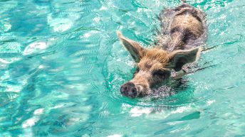 Bahamas swimming pigs are the most popular attraction of a swimming pigs Exuma tour. Visit Pig Beach Bahamas from anywhere.
