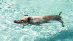 The swimming pigs Exuma are the most visited attraction in the Bahamas. Take a Bahamas day trip to go swimming with pigs at Pig Beach Bahamas.