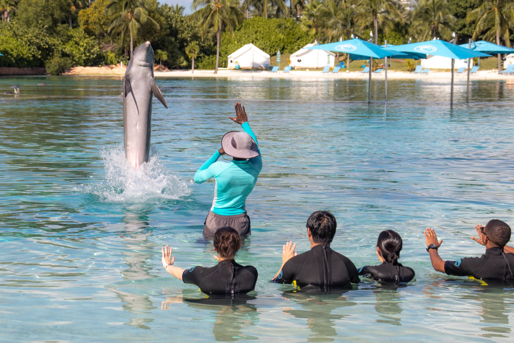 Dolphin Cay Atlantis Paradise Island is a fun attraction to see Dolphins in Bahamas